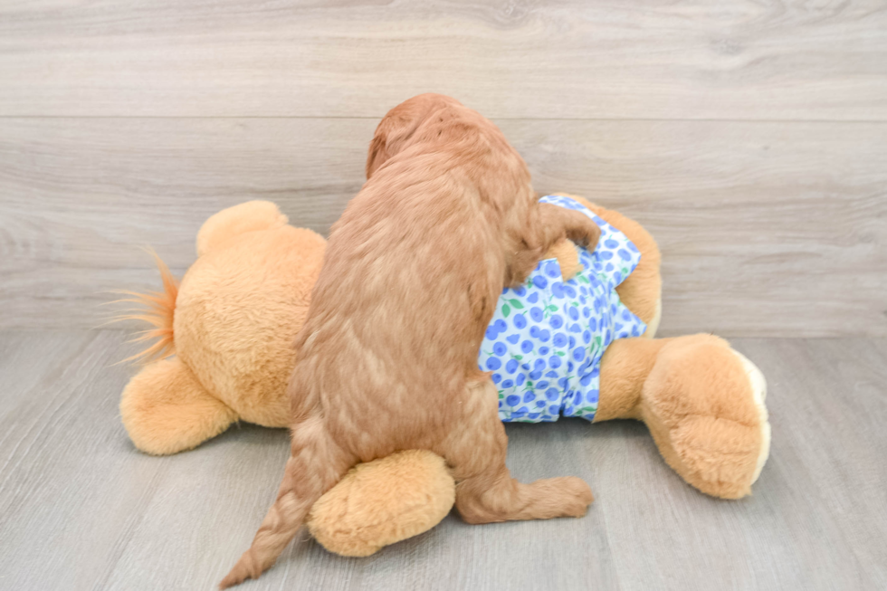 Mini Goldendoodle Puppy for Adoption