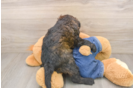 Mini Goldendoodle Puppy for Adoption