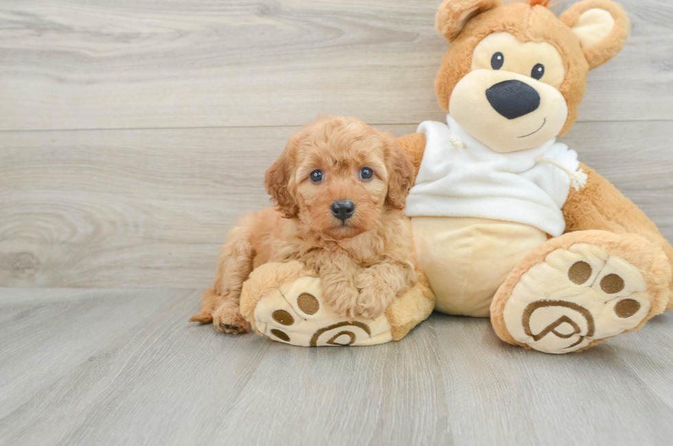 6 week old Mini Goldendoodle Puppy For Sale - Lone Star Pups