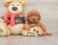 7 week old Mini Goldendoodle Puppy For Sale - Lone Star Pups