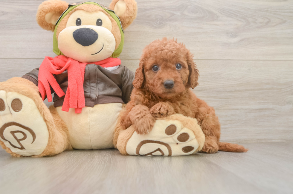 5 week old Mini Goldendoodle Puppy For Sale - Lone Star Pups