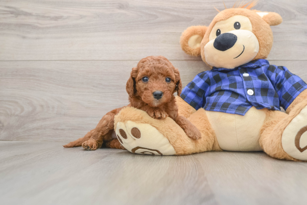 Petite Mini Goldendoodle Poodle Mix Pup