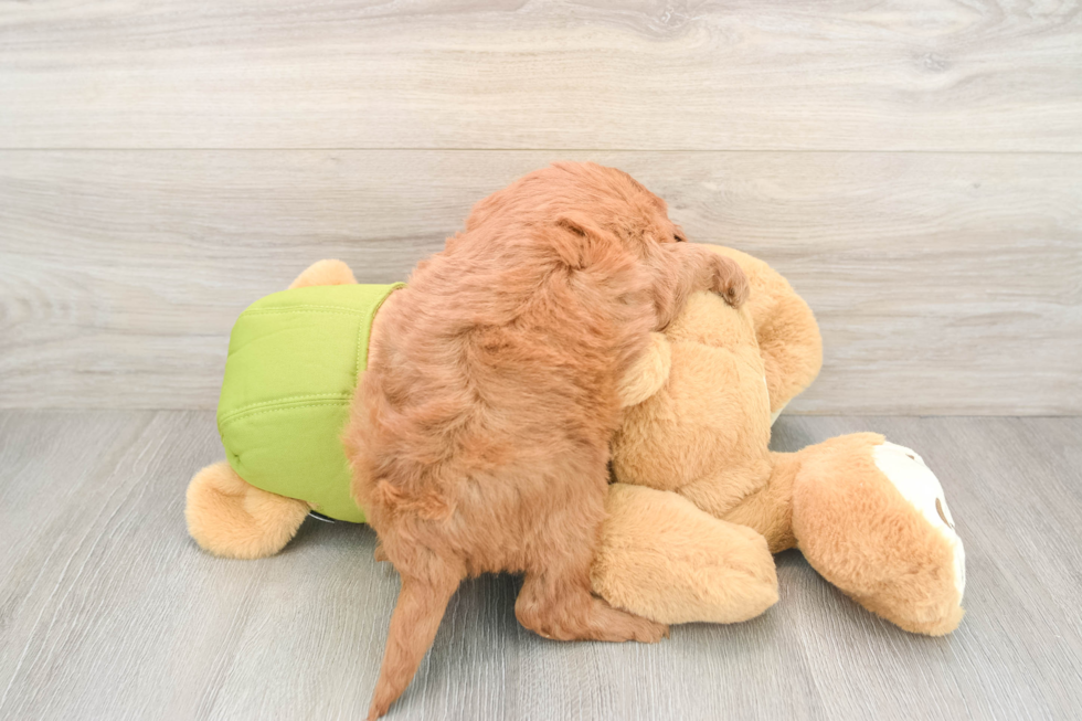 Mini Goldendoodle Pup Being Cute
