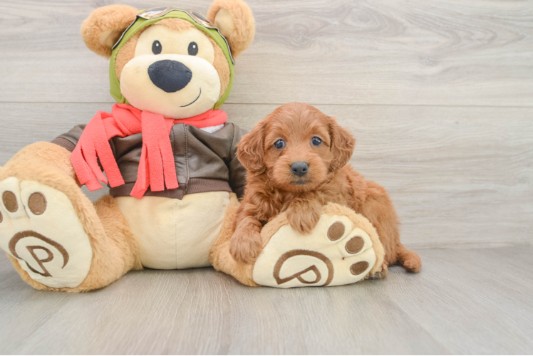 Mini Goldendoodle Puppy for Adoption
