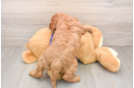Mini Goldendoodle Pup Being Cute