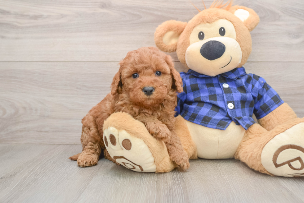 Little Mini Goldenpoo Poodle Mix Puppy