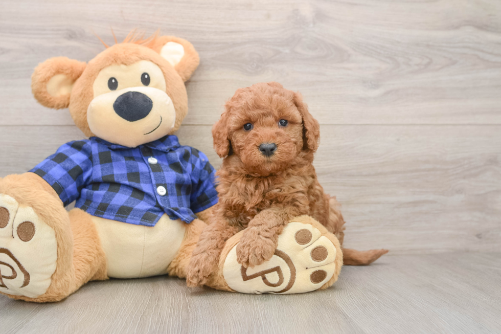 Adorable Golden Retriever Poodle Mix Poodle Mix Puppy