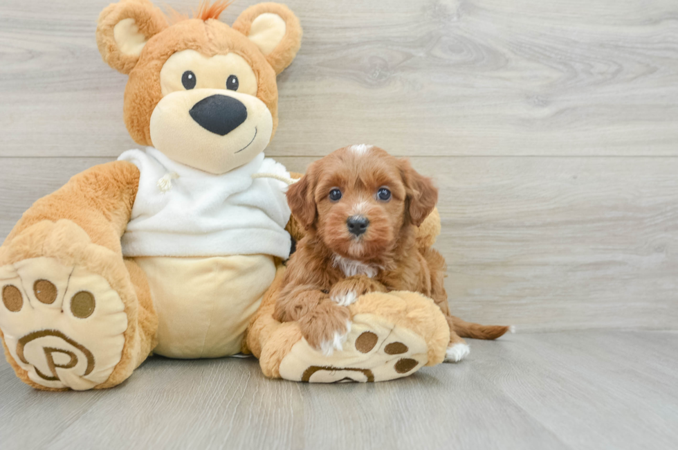 7 week old Mini Goldendoodle Puppy For Sale - Lone Star Pups