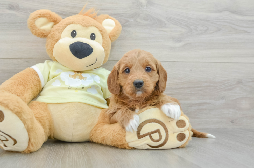 6 week old Mini Goldendoodle Puppy For Sale - Lone Star Pups