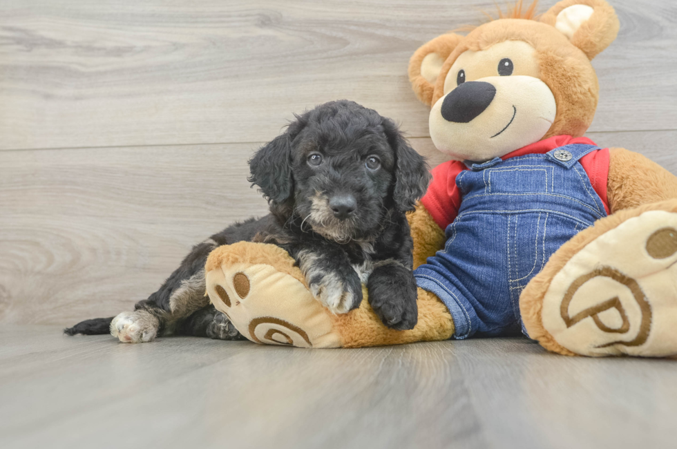 6 week old Mini Goldendoodle Puppy For Sale - Lone Star Pups