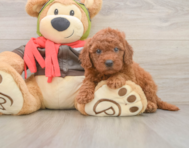 7 week old Mini Goldendoodle Puppy For Sale - Lone Star Pups