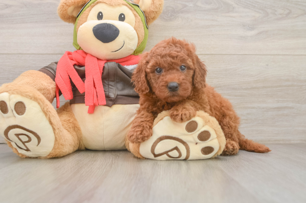 5 week old Mini Goldendoodle Puppy For Sale - Lone Star Pups