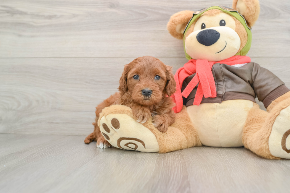 Hypoallergenic Mini Goldiepoo Poodle Mix Puppy