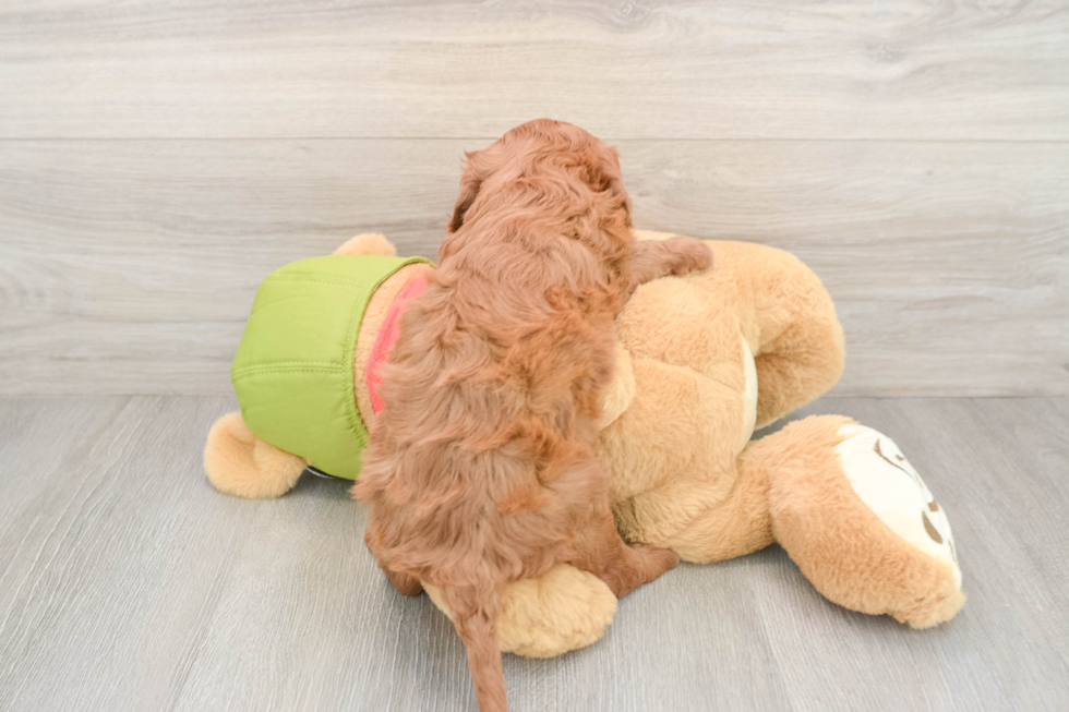 Hypoallergenic Mini Goldiepoo Poodle Mix Puppy