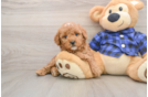 Energetic Golden Doodle Poodle Mix Puppy