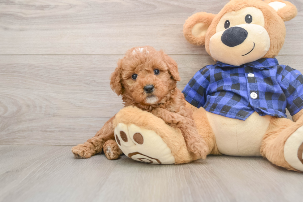 Energetic Golden Doodle Poodle Mix Puppy