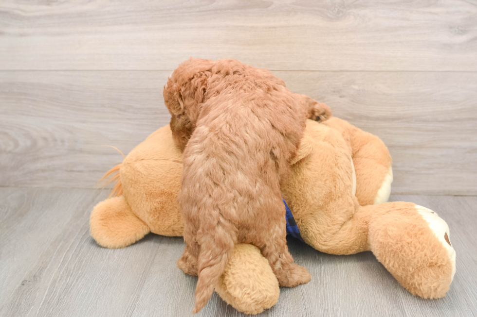 Happy Mini Goldendoodle Baby