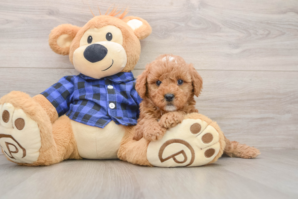 Mini Goldendoodle Pup Being Cute
