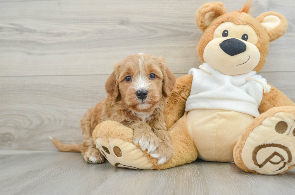 6 week old Mini Goldendoodle Puppy For Sale - Lone Star Pups