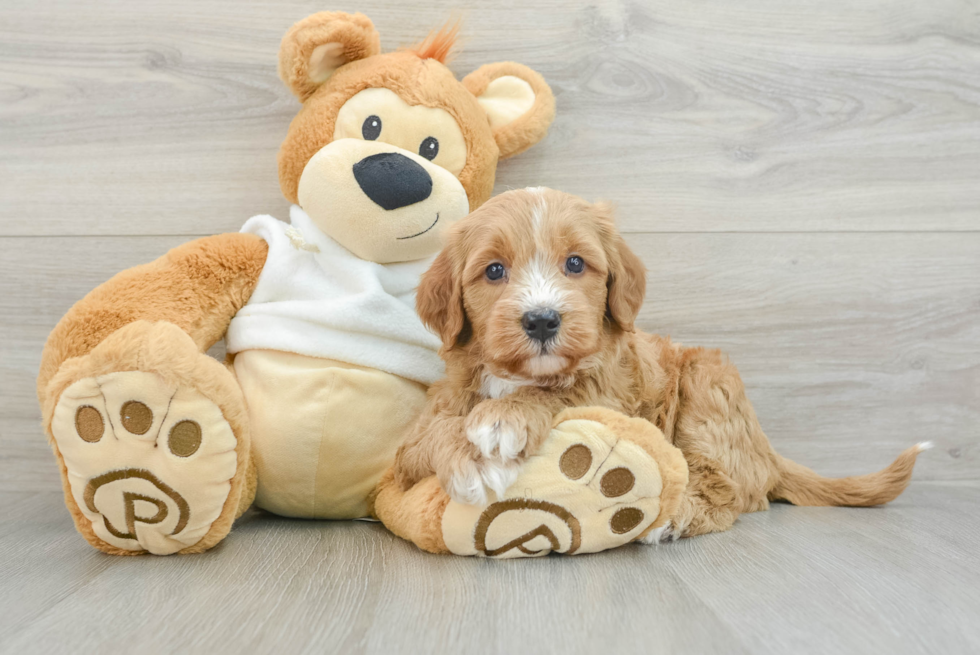 Mini Goldendoodle Pup Being Cute