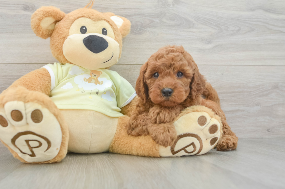 6 week old Mini Goldendoodle Puppy For Sale - Lone Star Pups