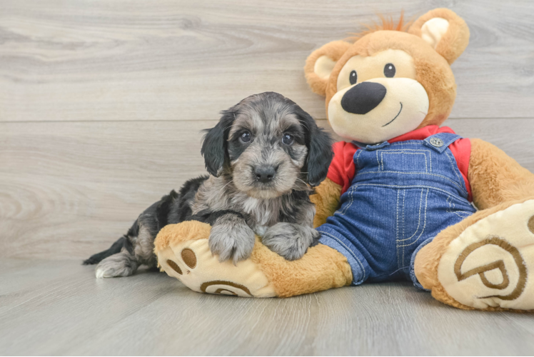 Petite Mini Goldendoodle Poodle Mix Pup