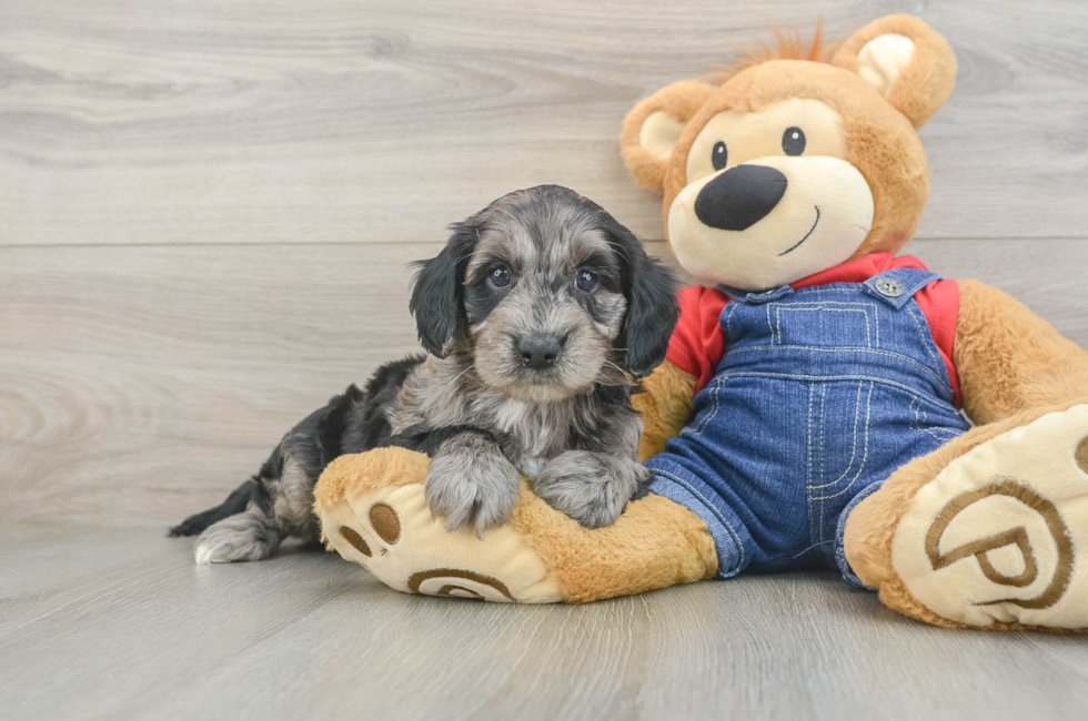 6 week old Mini Goldendoodle Puppy For Sale - Lone Star Pups
