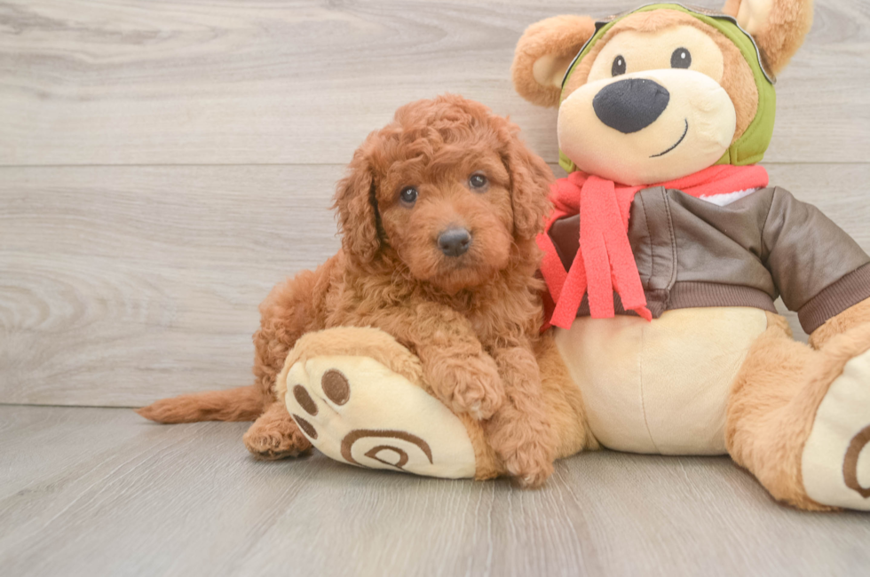 5 week old Mini Goldendoodle Puppy For Sale - Lone Star Pups