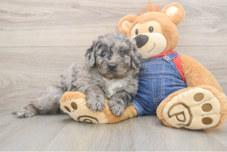 Mini Goldendoodle Puppy for Adoption