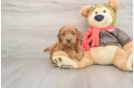 Best Mini Goldendoodle Baby