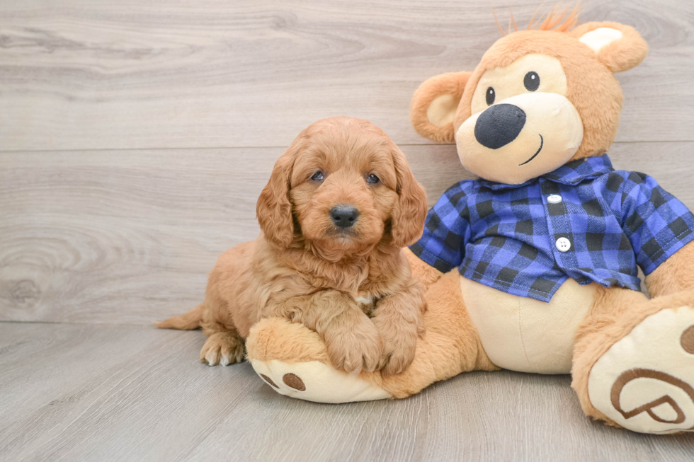 Little Mini Goldenpoo Poodle Mix Puppy