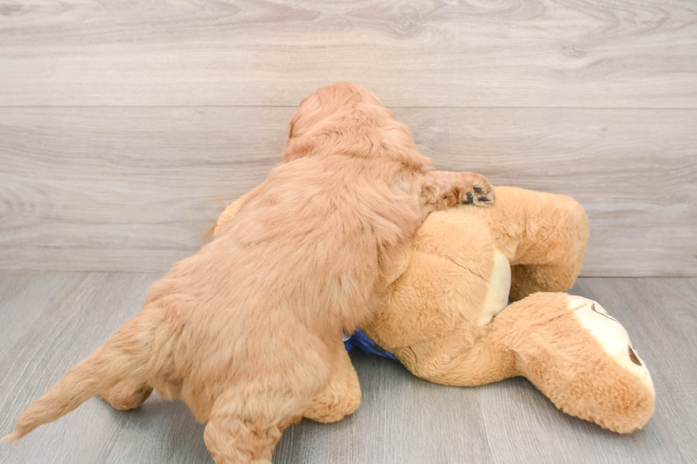 Mini Goldendoodle Pup Being Cute