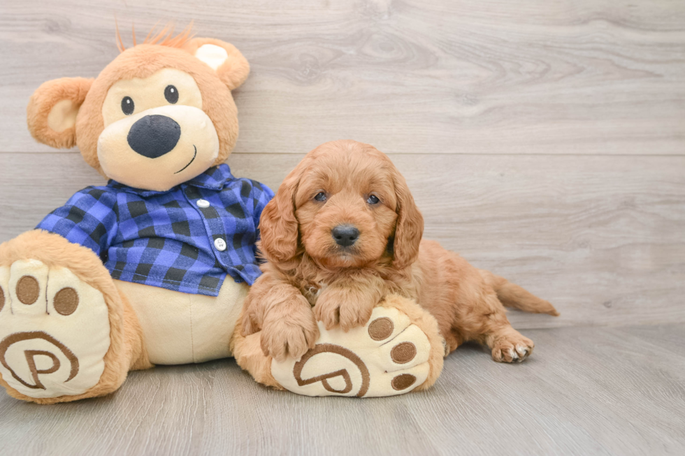Mini Goldendoodle Pup Being Cute