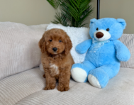 8 week old Mini Goldendoodle Puppy For Sale - Lone Star Pups