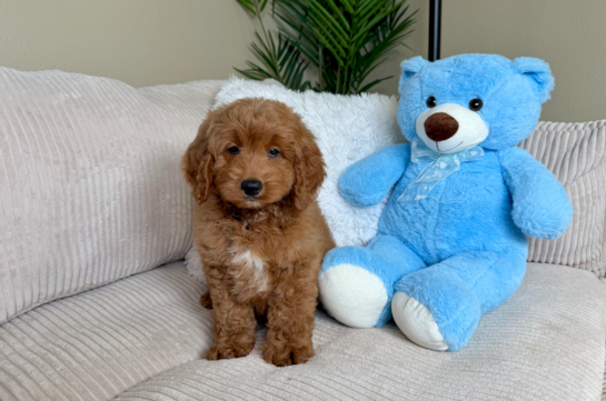 Mini Goldendoodle Puppy for Adoption