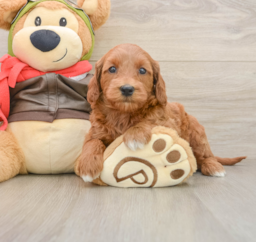 7 week old Mini Goldendoodle Puppy For Sale - Lone Star Pups