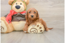 Adorable Golden Retriever Poodle Mix Poodle Mix Puppy