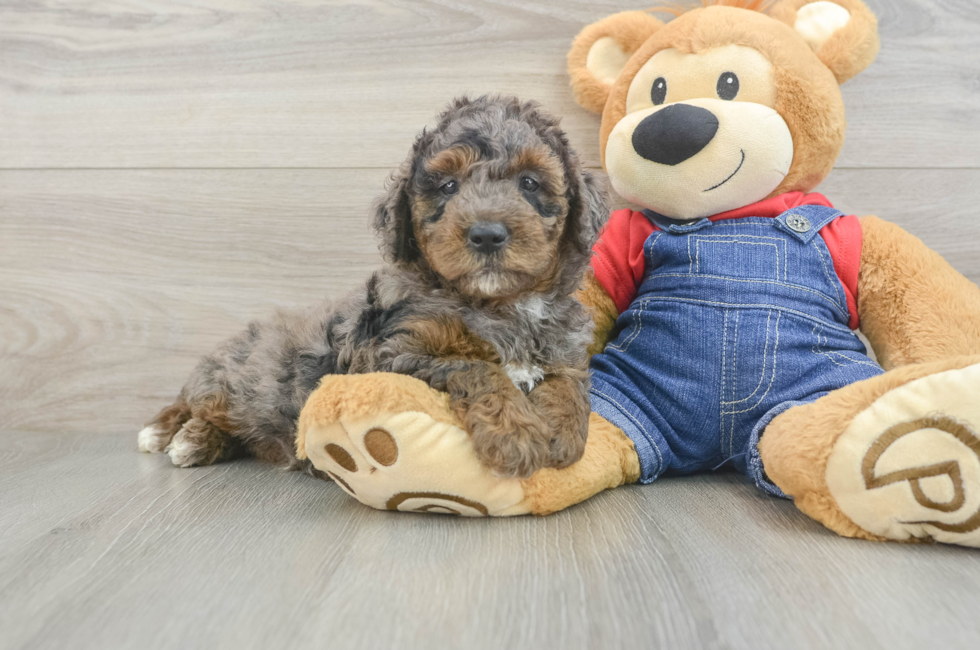 6 week old Mini Goldendoodle Puppy For Sale - Lone Star Pups