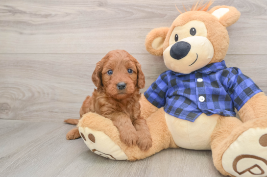 Best Mini Goldendoodle Baby