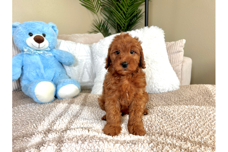 Cute Mini Goldendoodle Baby