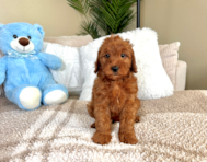 8 week old Mini Goldendoodle Puppy For Sale - Lone Star Pups