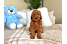 Cute Mini Goldendoodle Baby
