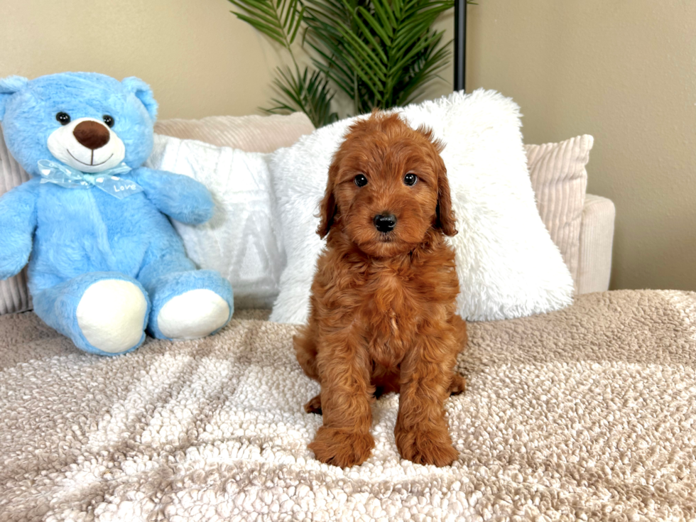 Cute Mini Goldendoodle Baby