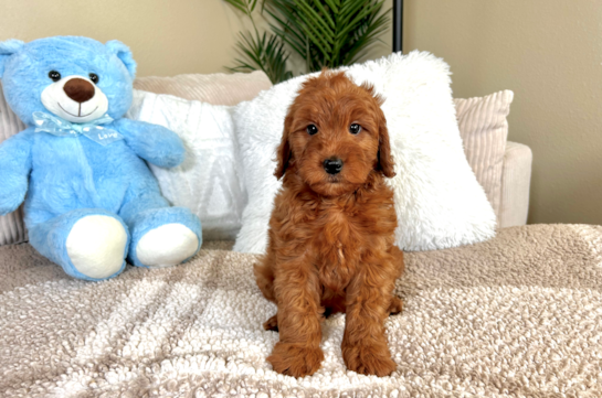 Cute Mini Goldendoodle Baby
