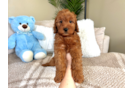 Mini Goldendoodle Pup Being Cute