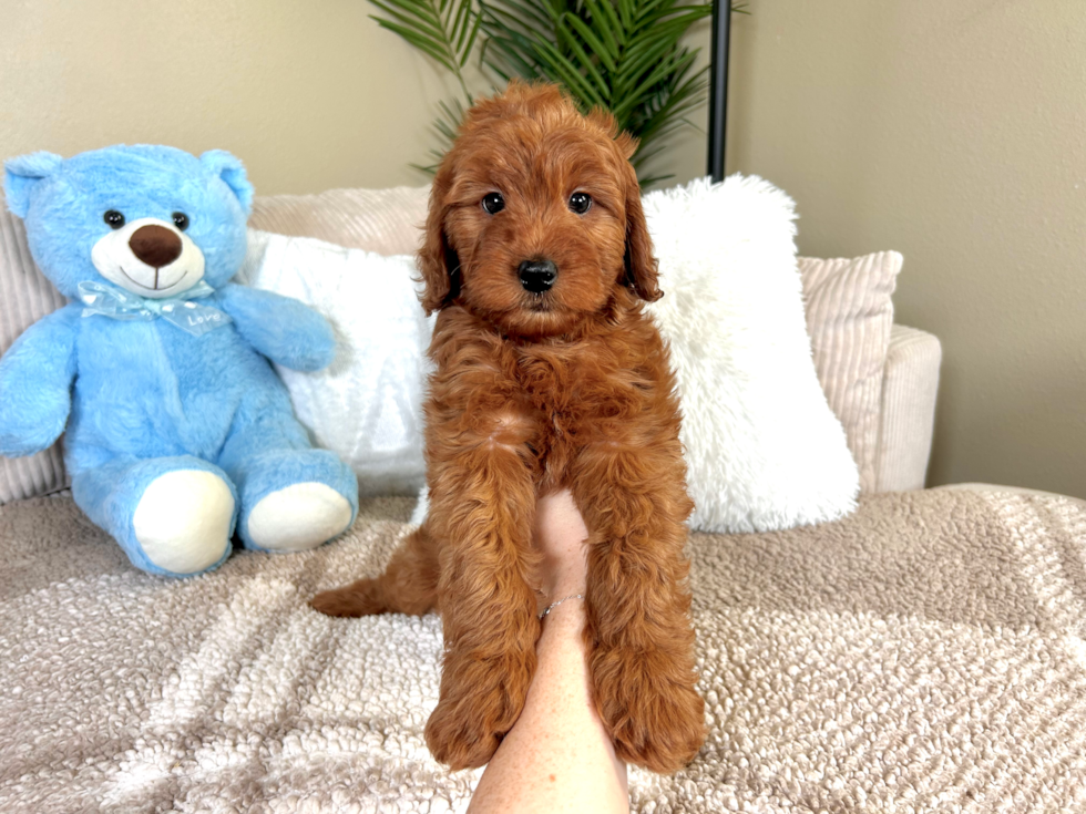 Mini Goldendoodle Pup Being Cute