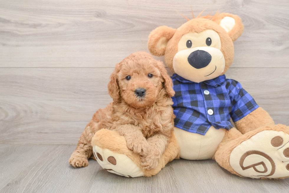 Friendly Mini Goldendoodle Baby