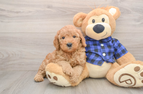 Friendly Mini Goldendoodle Baby