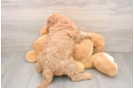 Petite Mini Goldendoodle Poodle Mix Pup