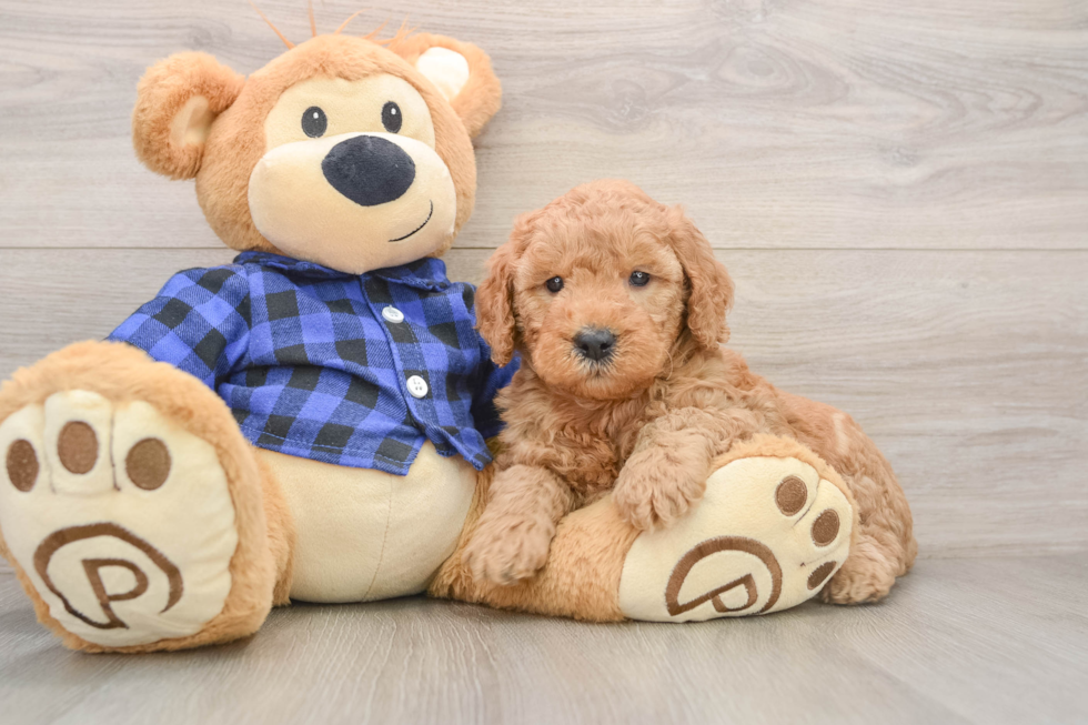 Little Mini Goldenpoo Poodle Mix Puppy